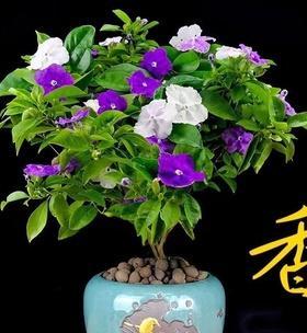 双色茉莉的家庭养法（打造芳香盛开的花园）