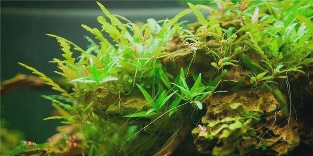 水草的生长环境与条件