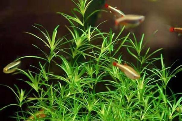 水竹水草养殖全攻略（种植、养护、繁殖一网打尽）