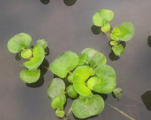 水草没根能活吗？——揭秘水草栽种技巧