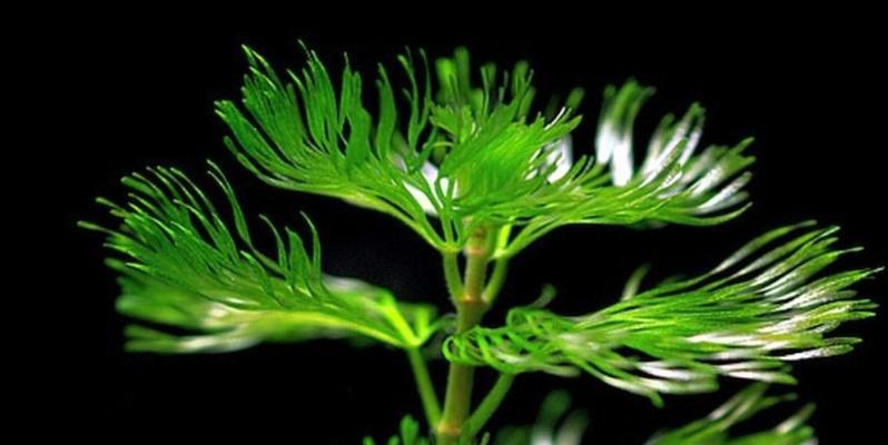 水草真的是藻类植物吗（揭开水草的真面目）