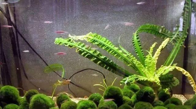 水草真的是藻类植物吗（揭开水草的真面目）