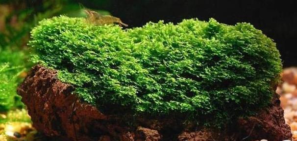 水草繁殖的方法和注意事项（掌握这些方法）