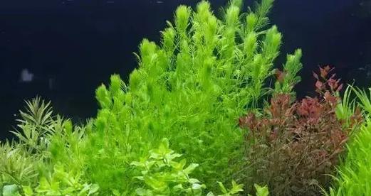 水草养殖全攻略（从水质调理到养护）
