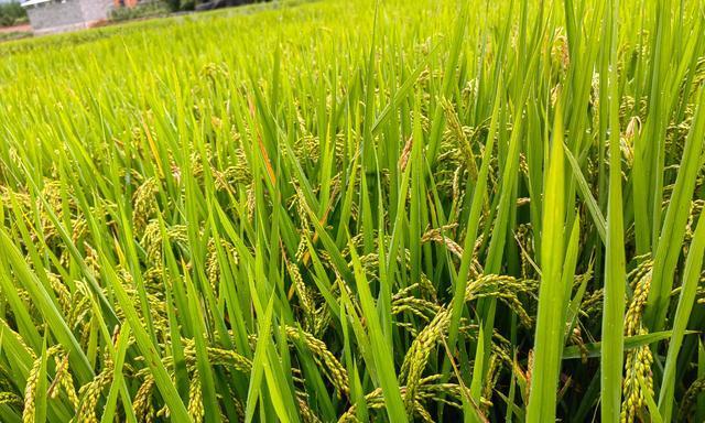 水稻成熟季节大揭秘（掌握这个关键月份）