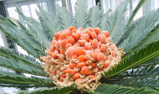 水稻的分类——裸子植物还是被子植物（探究水稻的分类）