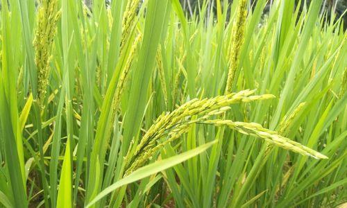 水稻的花序类型——圆锥花序类型（探索水稻的花序类型及其特点）