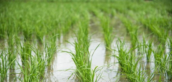 水稻适合什么土壤种植（了解水稻种植所需的土壤类型及特点）