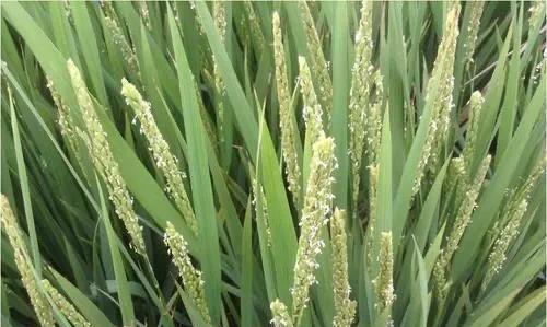 水稻肥料选择与施用技巧（科学施用肥料）
