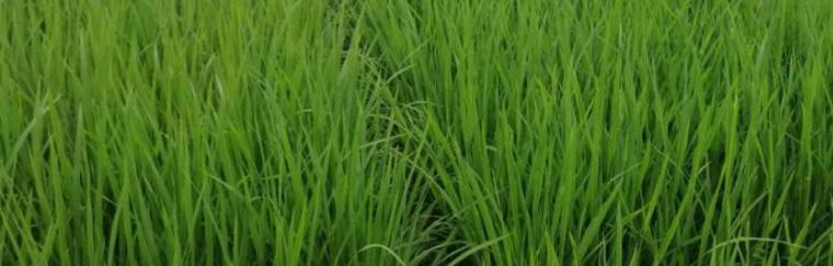 如何选择最适合水稻生长的肥料（探讨水稻肥料的类型及优劣）