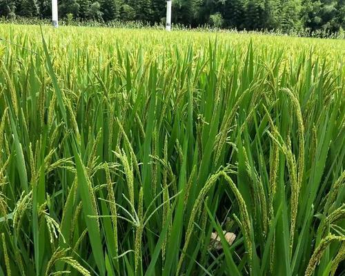 如何选择最适合水稻生长的肥料（探讨水稻肥料的类型及优劣）