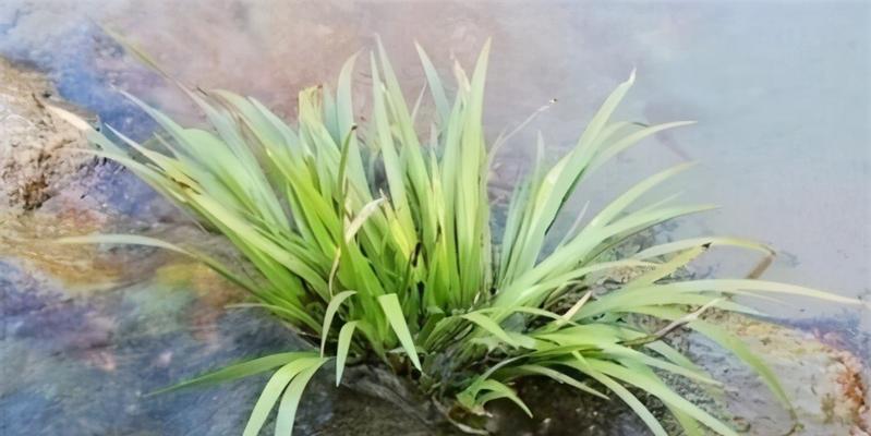 水的重要性——植物在生长中的必需品（为什么植物需要水）