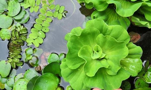 水的重要性——植物在生长中的必需品（为什么植物需要水）