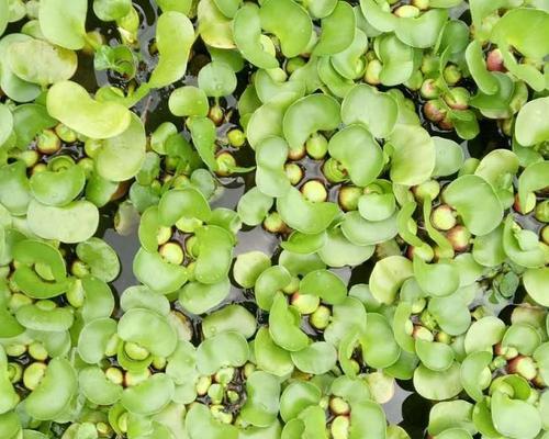 水浮莲的毒性与室内养殖（毒性排查｜注意事项｜适宜环境｜繁殖方式）