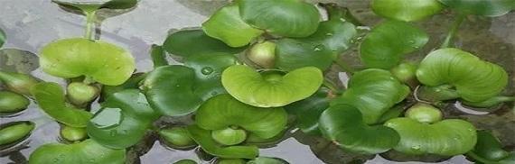 水葫芦（了解水葫芦的根系及其生态功能）