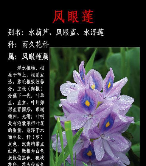 水葫芦的光照要求剖析（探究水葫芦喜阴还是喜阳）
