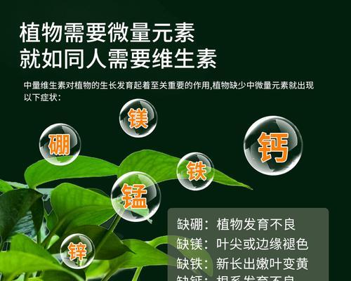 巧用巴西木营养液，让植物健康成长（正确用量和周期）