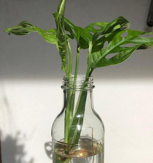 如何成功地进行巴西木的水培养殖（全面解析巴西木的水培养殖技巧和注意事项）