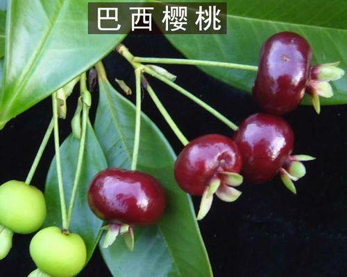 巴西甜樱桃几年结果实的秘密（探究巴西甜樱桃开花结果的关键因素）