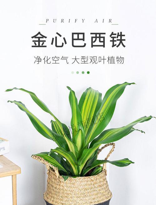 巴西铁换土的时间和方法（掌握巴西铁换土的技巧）