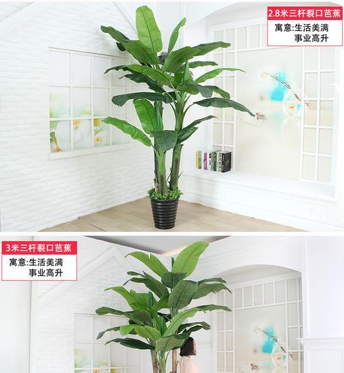 芭蕉的风水寓意与摆放位置（芭蕉的五大吉祥寓意和风水禁忌）