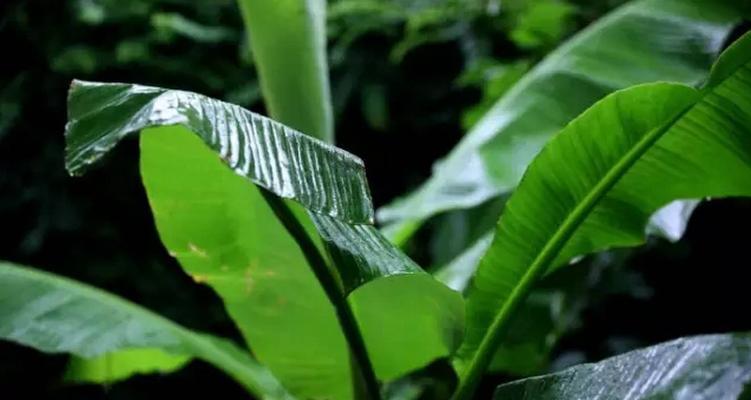 探秘芭蕉扇——以什么树的叶子为主（了解芭蕉扇的来源）