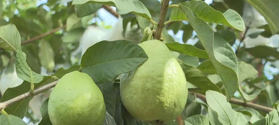 芭乐成熟季节全解析（寻找芭乐成熟季节）