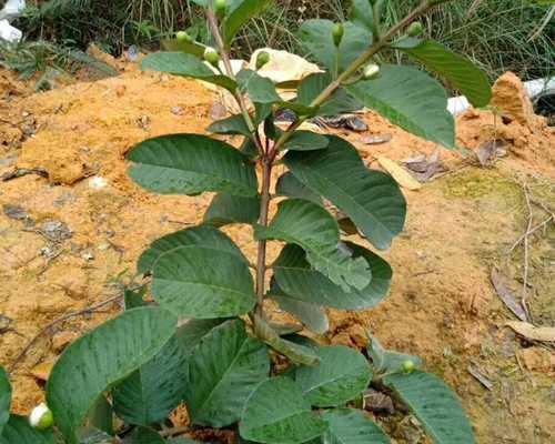 芭乐成熟季节全解析（寻找芭乐成熟季节）