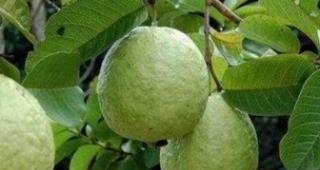 芭乐的神奇功效（探究芭乐的营养价值及其作用）