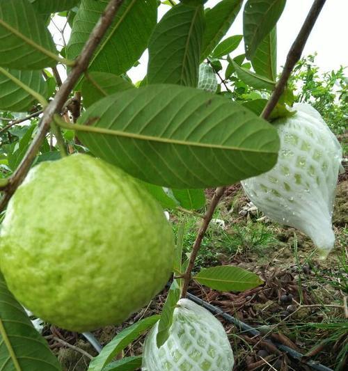 芭乐成熟的时间和注意事项（了解芭乐成熟的标志和采摘时间）