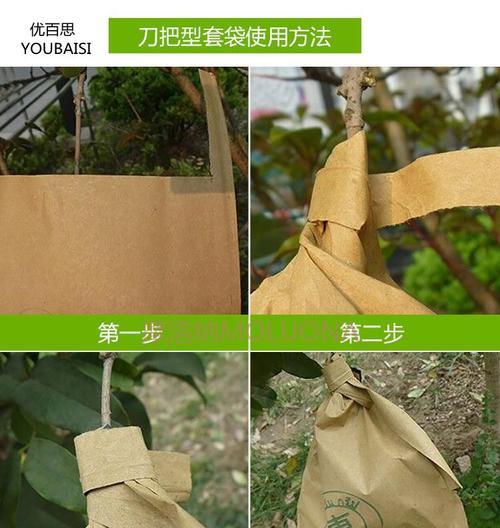 如何正确选择耙耙柑的套袋时间（掌握关键时间）