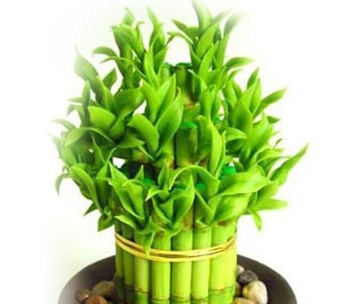 迎接好运的小秘方——吧台植物（迎接好运的小秘方——吧台植物）