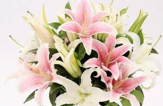 揭秘白百合花的花语及象征意义（探究白百合的文化内涵）
