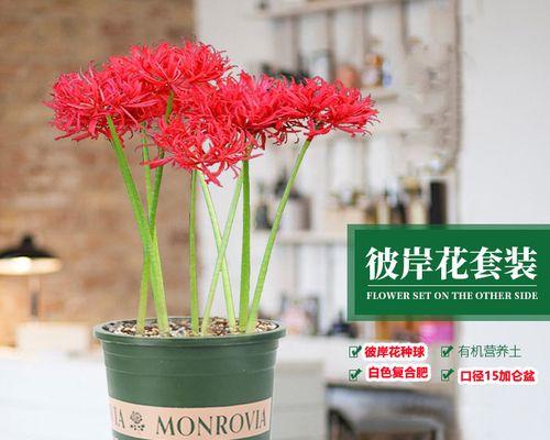 白彼岸花的寓意与象征（探寻白彼岸花的文化内涵与历史背景）