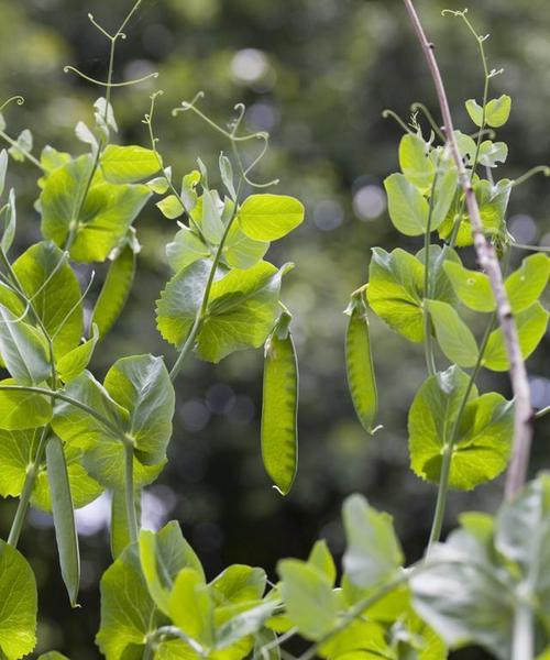 白扁豆种植全程详解（掌握白扁豆种植的时间、地点、方法、注意事项）