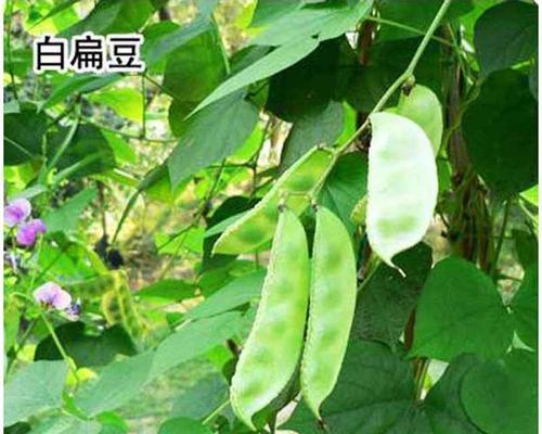 白扁豆的产地选择（从品质和口感出发）