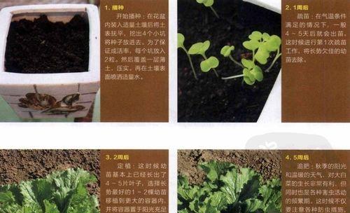 白菜病虫害防治大全（预防病虫害措施）