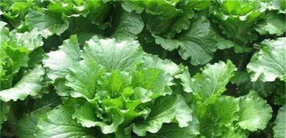 小白菜成熟期（掌握成熟期）