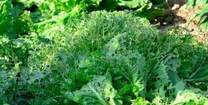 小白菜生产中农药使用技巧（有效防治小白菜常见病虫害）