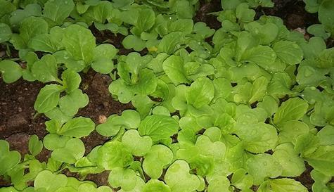 白菜的成熟期和种植技巧（了解白菜的成长规律）