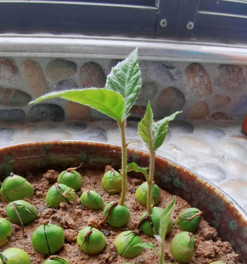 白菜出苗时间与种植技巧剖析（从播种到出苗）