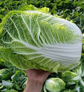 白菜的浇水方法（春夏秋冬应该如何浇水）