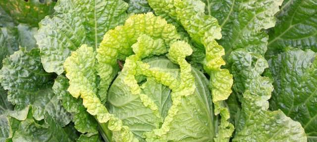 种植圆白菜的最佳时间（选择合适的月份）