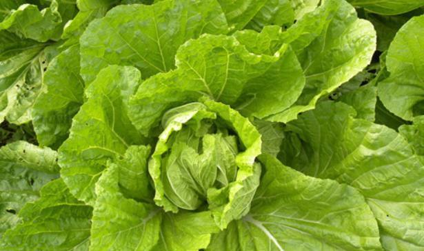 种植圆白菜的最佳时间（选择合适的月份）