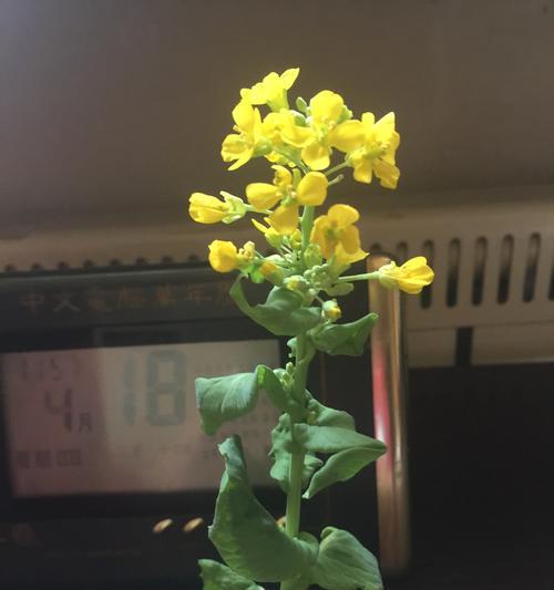 白菜开花了还能吃吗（白菜开花的原因与影响）