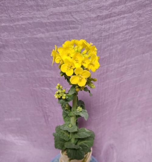 白菜开花的原因与对策（白菜开花怎么回事）