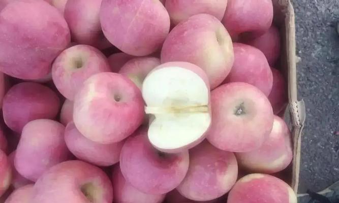 白菜到底怕冷还是怕热（探究白菜的生长条件和适应性）