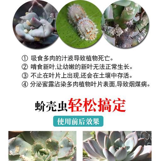 防治白菜软腐病，这些药物最好（提高白菜产量）