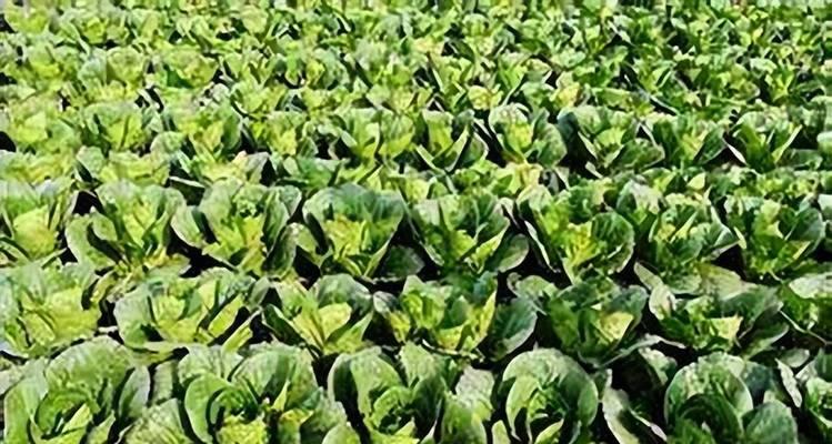 白菜的适宜播种时间（掌握适时播种技巧）