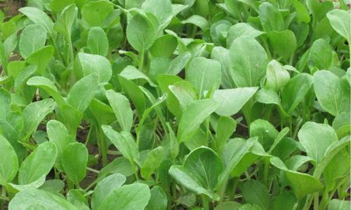 大白菜生长周期及关键期（解析大白菜的生长期）